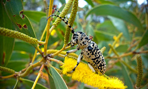 Longicorn beetle amongst the wattle.