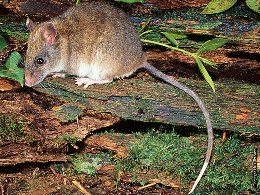 Masked white-tailed rat