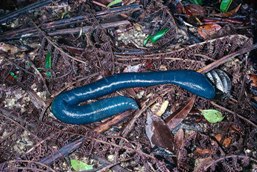 Giant blue earthworm