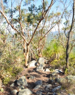 Stunted woodland growing around the summit. 