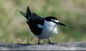 Image of a bridled tern.