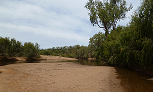 The sandy bed of the Gilbert River acts as a natural walking path for exploring the park. 