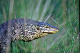 Image of a yellow-spotted monitor—after which the national park was named.