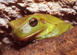 Green tree frog Litoria caerulea, resting on the moist rocks near Auburn River.