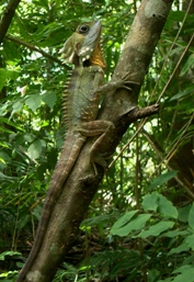Boyd's forest dragon. 