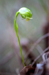At certain times of the year small ground orchids, such as this nodding green-hood, can be seen alongside the park's walking tracks.