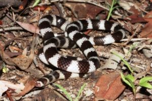 Image of a bandy bandy snake.