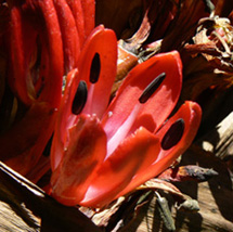 Image of a flower of the giant spear lily.