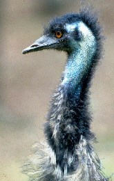 Photo of an emu