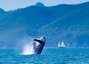 Whales are a common site around the Whitsundays in winter.