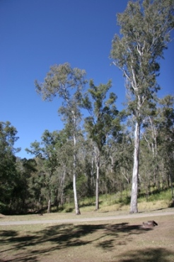 Image of Booloumba Creek 4 camping area, Conondale National Park.