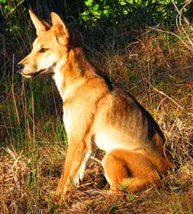 The dingo is a declared indigenous species to Australia and is legally protected in Queensland national parks. 