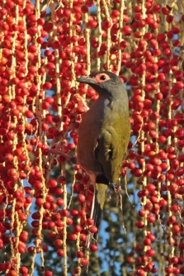Image of the Australasian figbird.