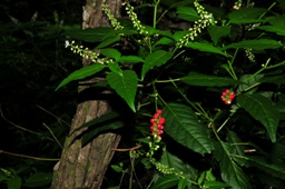 Image of coral berry <em>Rivina humilis</em> is an introduced plant that spreads quickly into shaded areas and displaces native understorey plants.