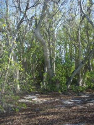 Pisonia forest, Rocky Islets sub-group. 
