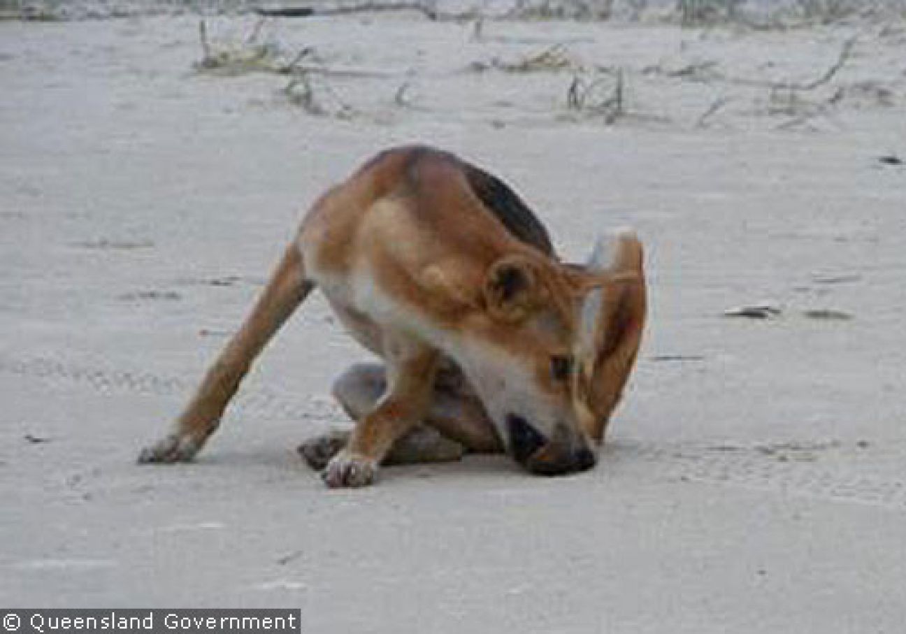 Fraser Island Dingoes