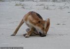 Fraser Island Dingoes