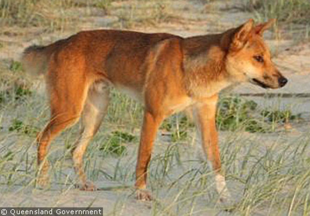 Fraser Island Dingoes