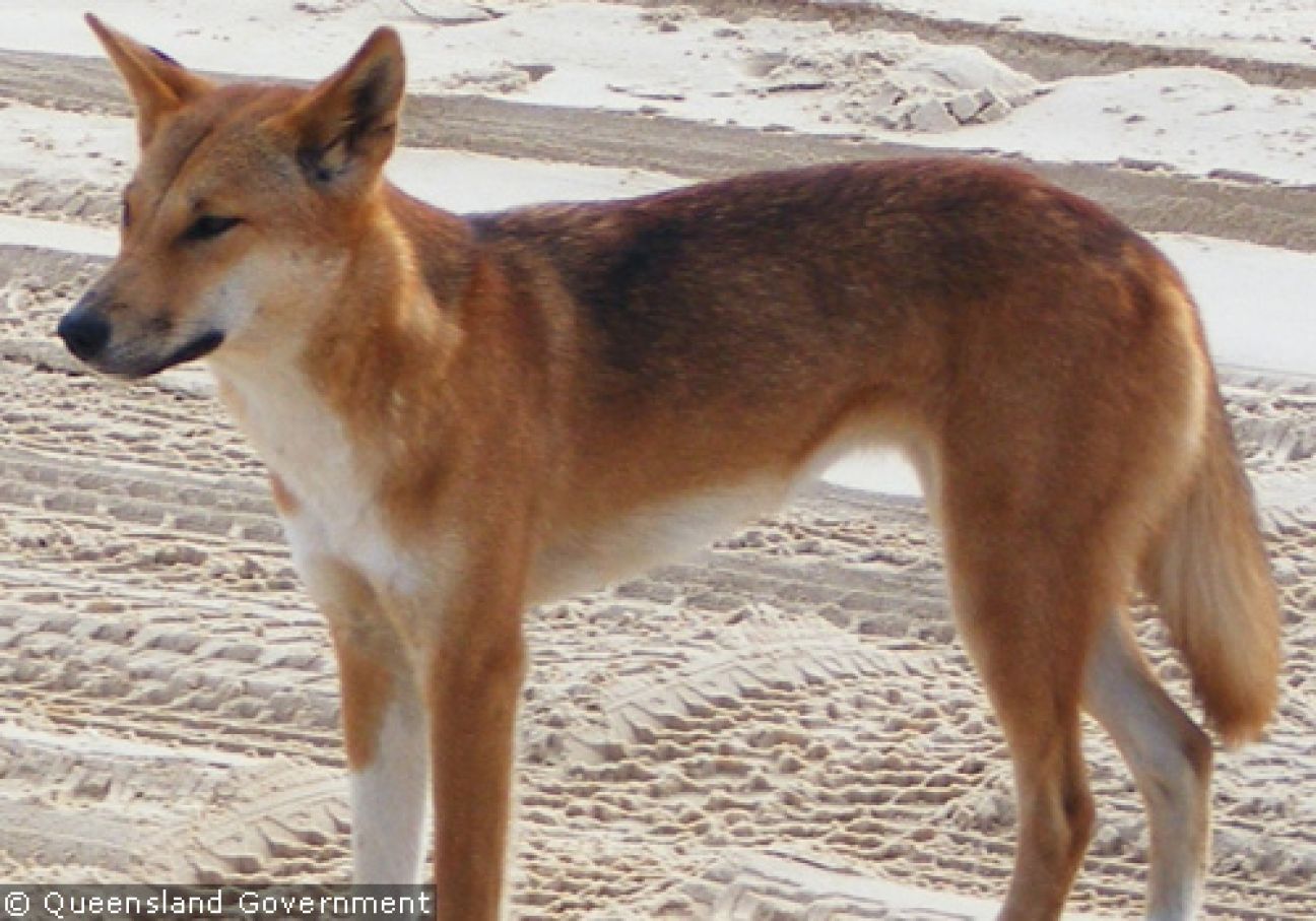 Fraser Island Dingoes