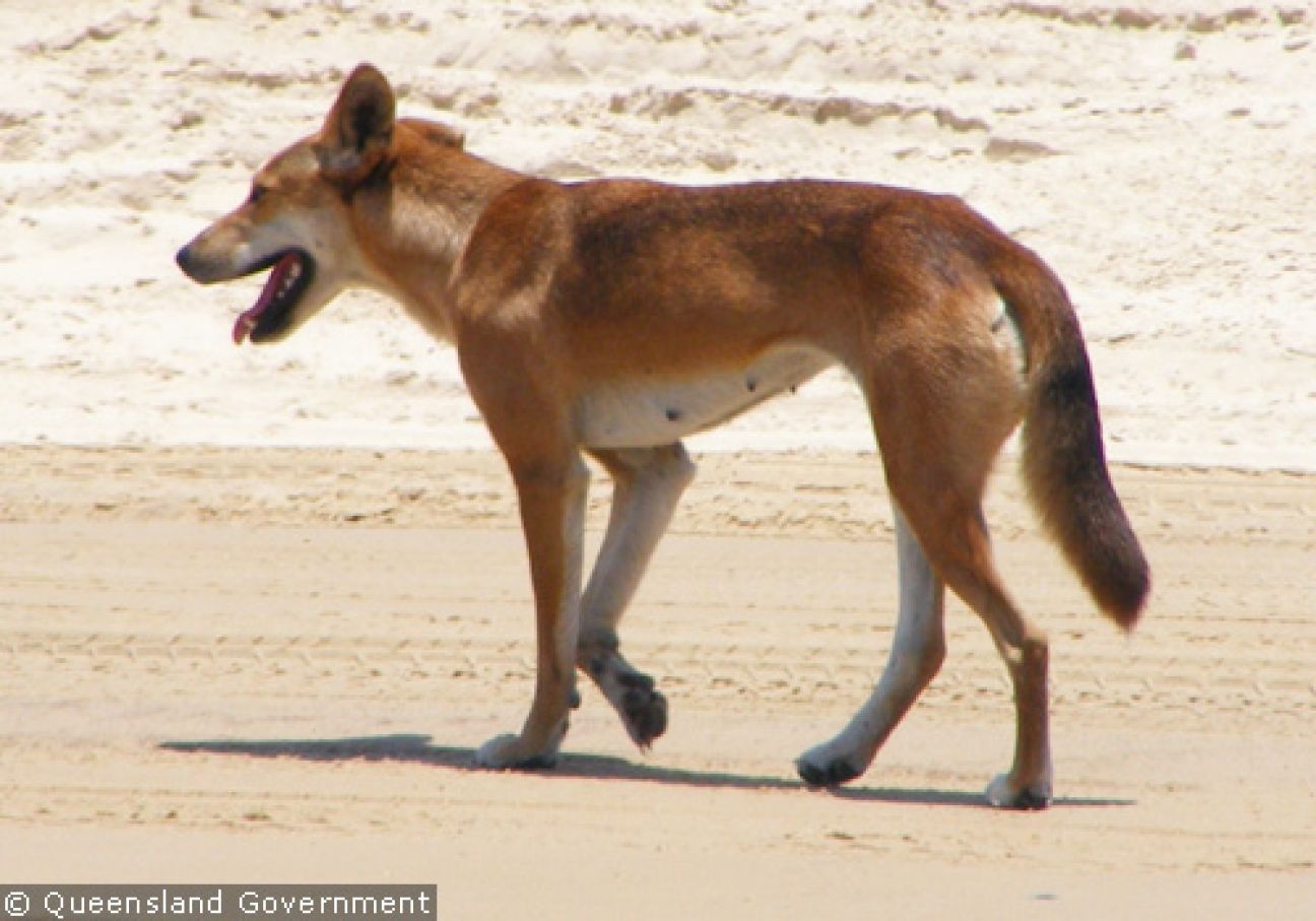 Fraser Island Dingoes