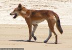 Fraser Island Dingoes