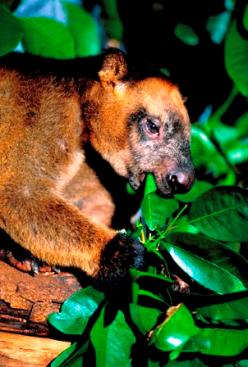 Lumholtz's tree-kangaroo