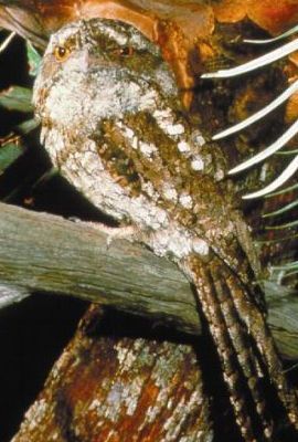 The park protects critical habitat of the plumed frogmouth Podargus ocellatus plumiferus. 