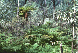 Image of lush vegetation which occurs around the springs on the park.