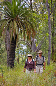 Image showing Sections 4 and 5 of the Great walk lead up and across the Consuelo Tableland, also known as the 'Roof of Queensland'.