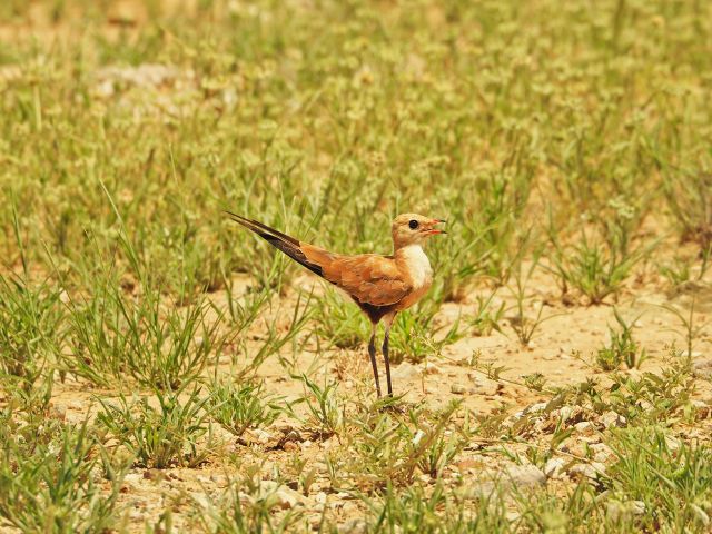 Listen for the sweet, plaintive whistle of the pratincole.