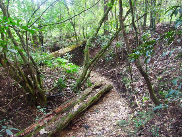 Mossy logs, palms and dappled sunlight on the Little Yabba circuit.