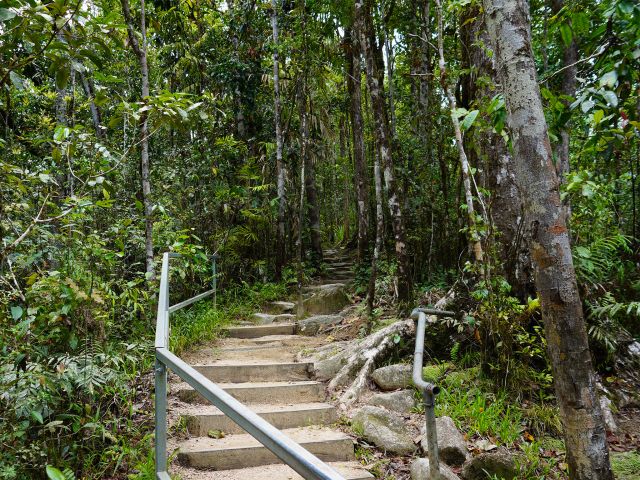 Image of the rainforest on the other side of Rex Creek bridge on the Rainforest circuit track.