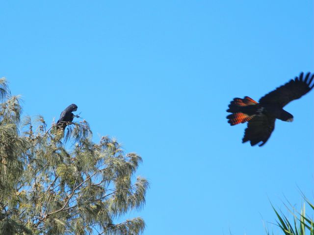 Remember your binoculars to look for birds like red-tailed black-cockatoos.