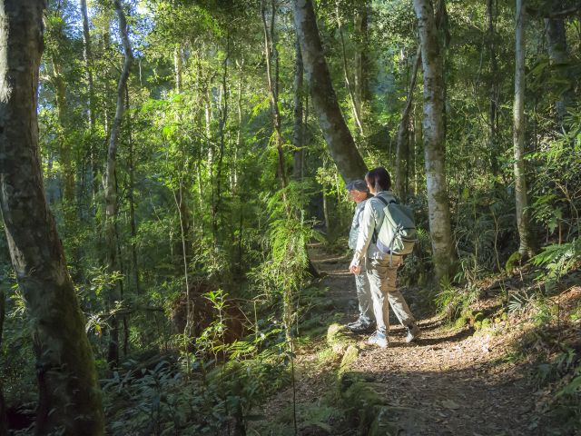 This circuit introduces you to Lamington's rainforest.