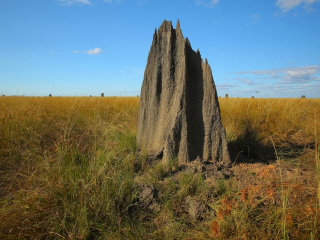 Discover the fascinating termite mounds that dot the plains.