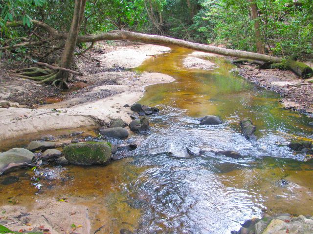 Rainforest camping area near the Claudie River offers a cool oasis.