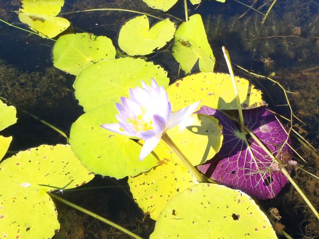 Enjoy the spectacular floral display at White Lily Lagoon.