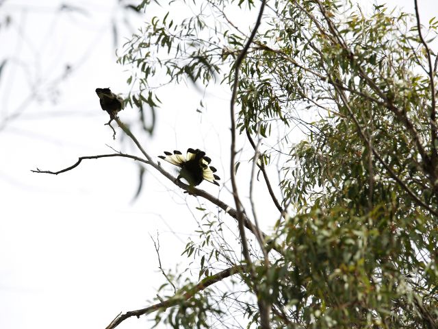 Yellow-tailed black-cockatoos also enjoy the views from Wallangarra Ridge walkers' camp.