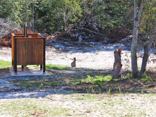 You'll share the camping area with friendly wallabies.