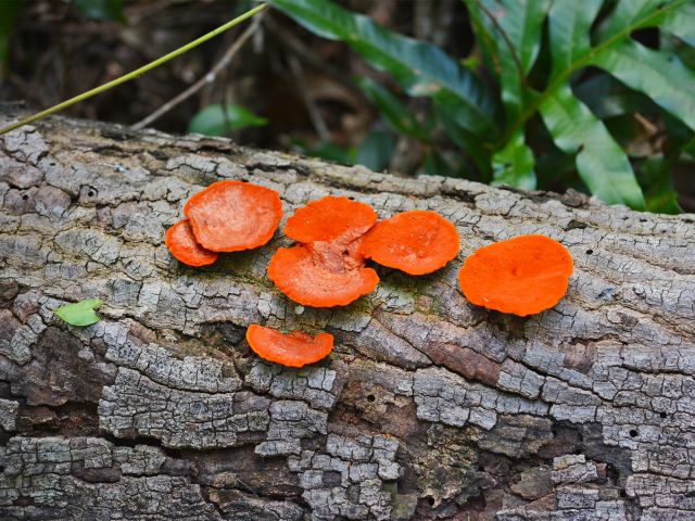 Fungi provide splashes of colour along the walk.