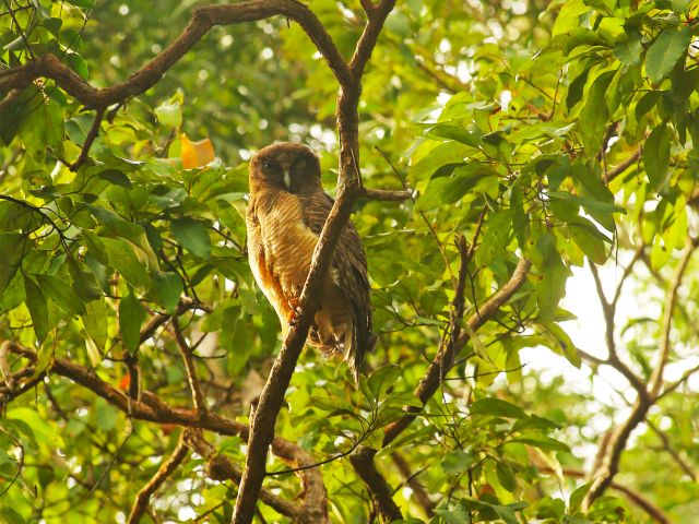 The Old Coen track offers excellent birdwatching, including the chance to spot a rufous owl.