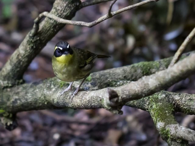 Keep an eye out for birds, like this yellow-throated scrubwren.