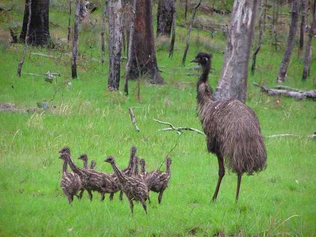 Look for wildlife, like these emus, at your West Branch  camp site.