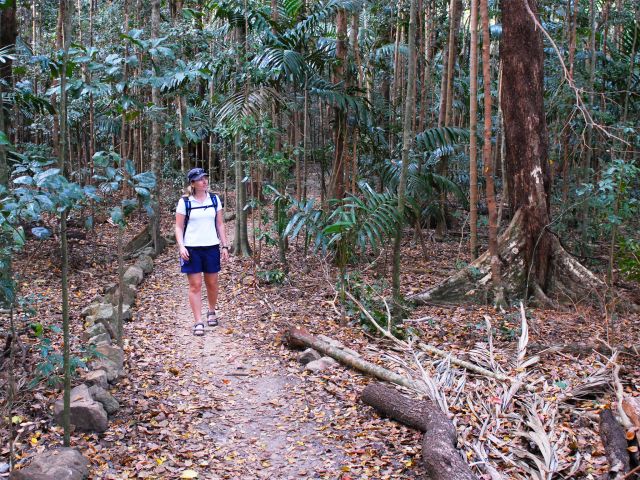 Check out the giant rainforest trees and solitaire palms along the Dugong–Sawmill track.