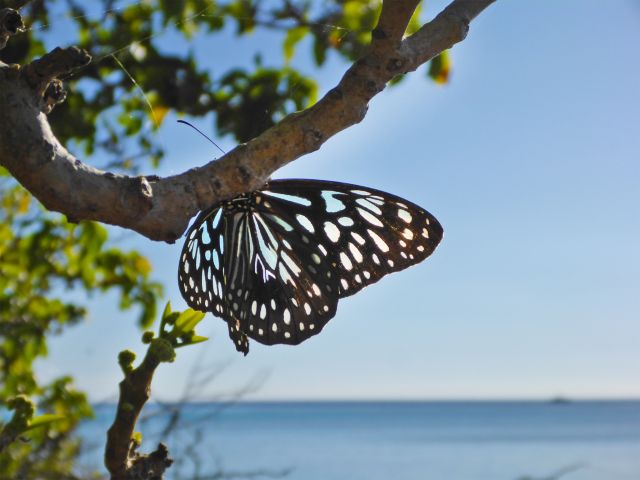 Even butterflies can't resist visiting North West Island.