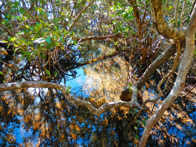 Admire the beauty of the mangrove environment.