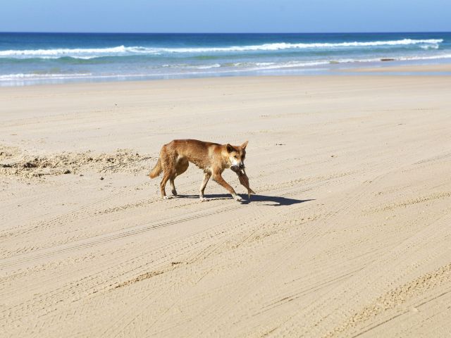 Slow down for Kgari's dingoes.