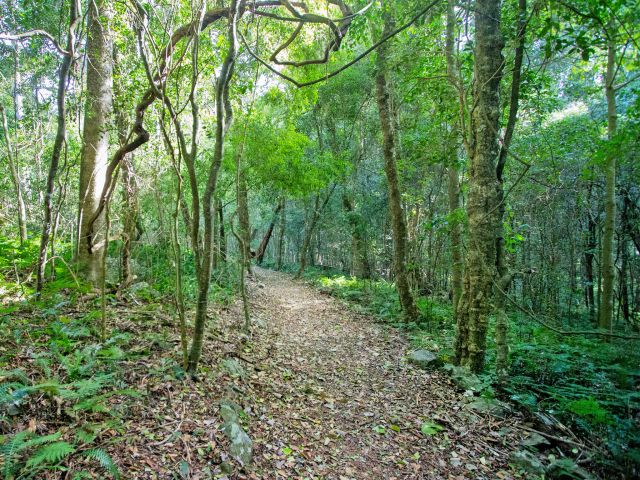 Pass through some of the most glorious rainforest on the mountain on the Paradise to Westcott track.