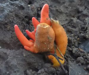 Image of poison fire coral fungus