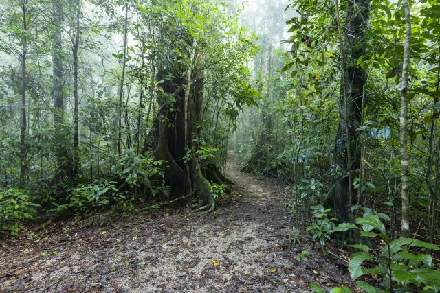 Rainforest walk